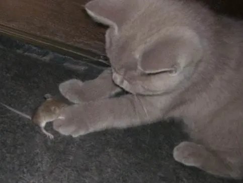 猫叫声驱鼠mp3
