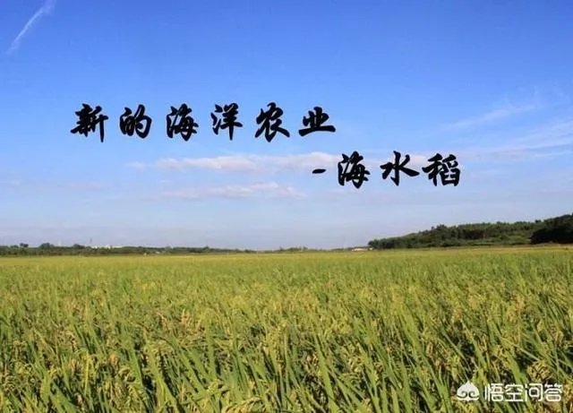 我国今年首次大范围试种海水稻,海水稻和水稻的区别到底有哪些?