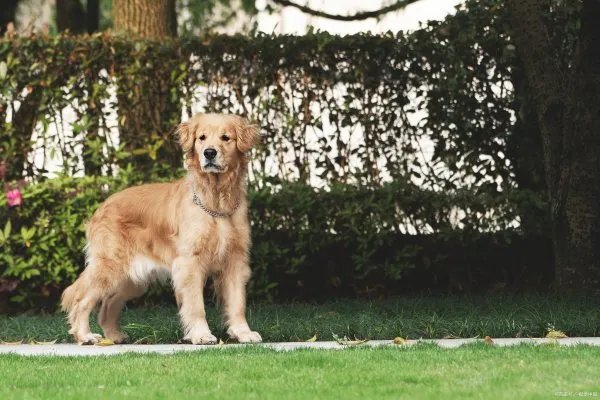金毛犬想必大家都不陌生吧，那么金毛的性格是什么样的呢？