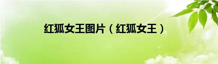 红狐女王图片（红狐女王）