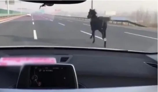 高速上现骏马狂奔是什么情况?