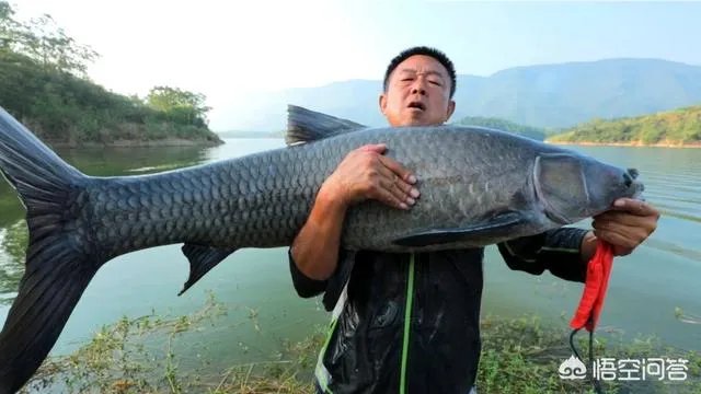 钓鱼人化绍新,李大毛越钓越有钱;更多人“钓鱼穷三年”,请问大家怎么看待这个现象?