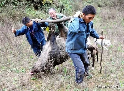野猪是保护动物国家禁止猎杀,可是农民种的庄稼经常被糟蹋该怎么办?