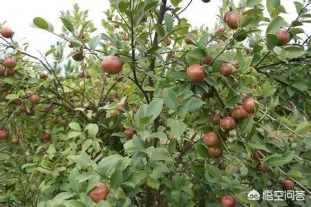 油茶苗哪个品种三年能挂果?