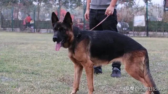 对主人忠诚的狗狗有哪些?
