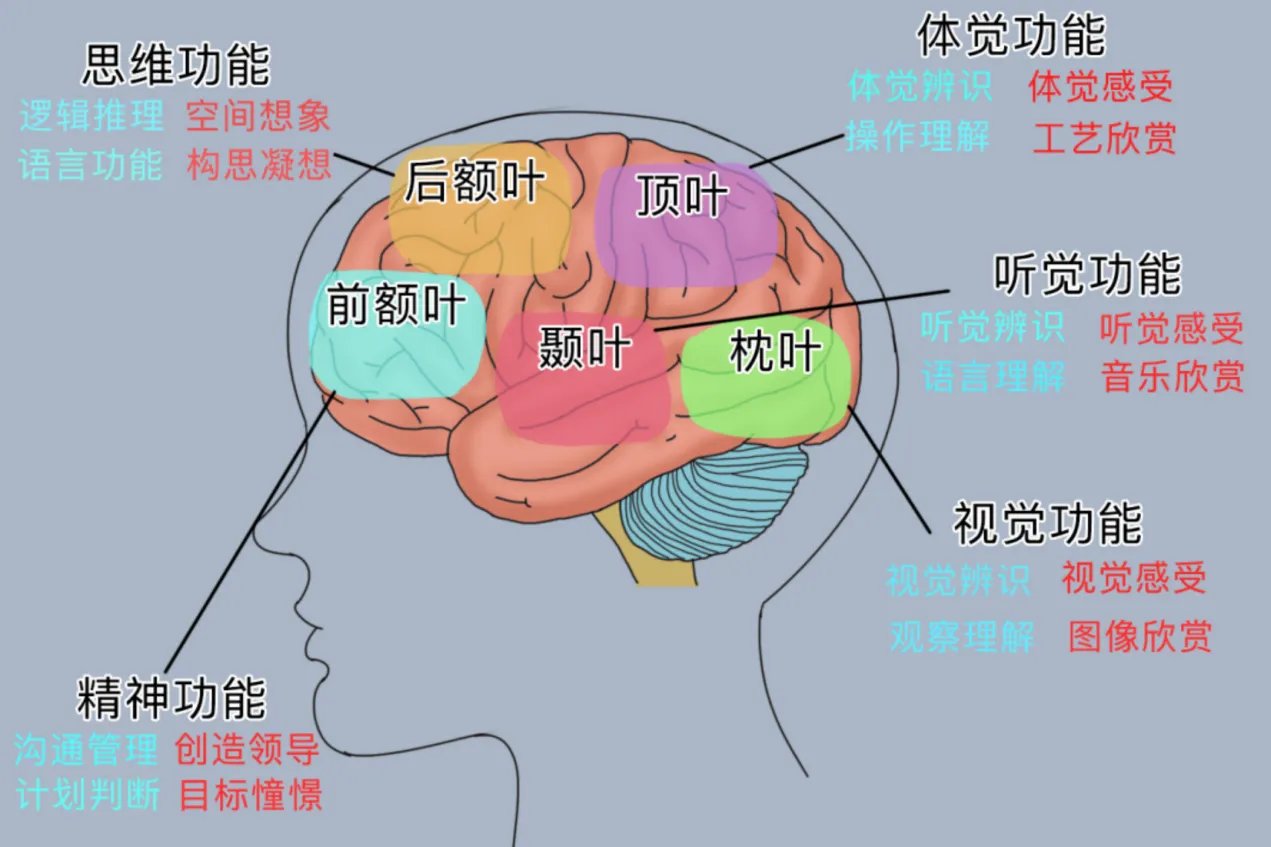 大脑结构图及功能图