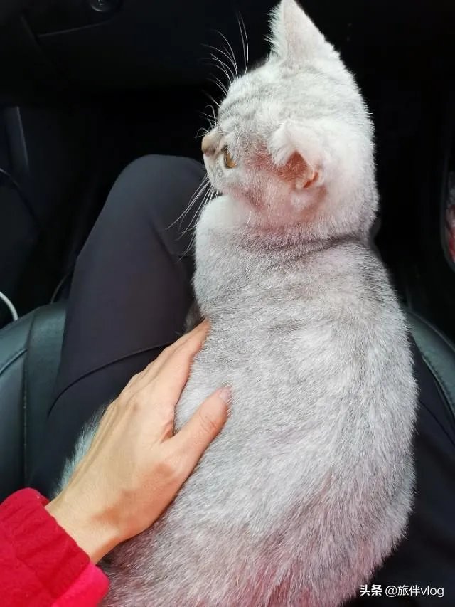 房车旅行可以带猫吗?为什么?