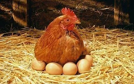 俗语“开江鱼、下蛋鸡、回笼觉、二房妻”这四大幸事，到底对吗？
