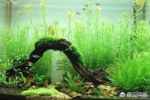 想养只小宠物具体哪个更适合家养?