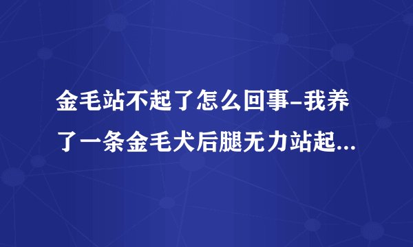 金毛站不起了怎么回事-我养了一条金毛犬后腿无力站起困难是啥病?