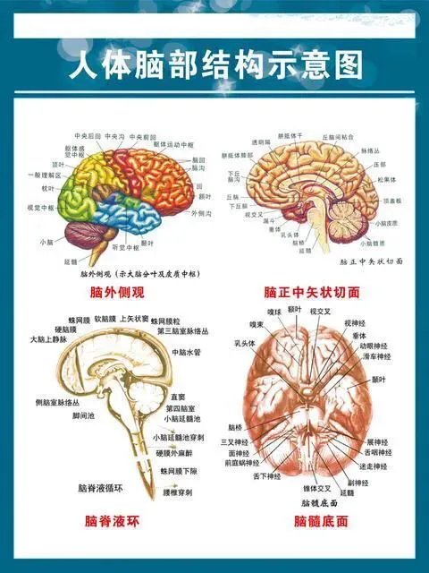 人类怎样大脑越狱?