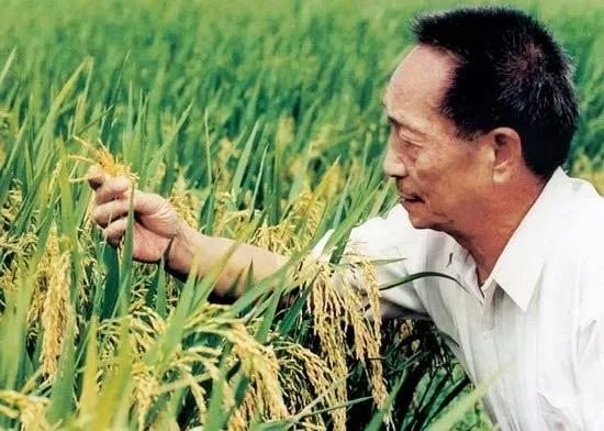 袁隆平宣布了一个什么重大成果?