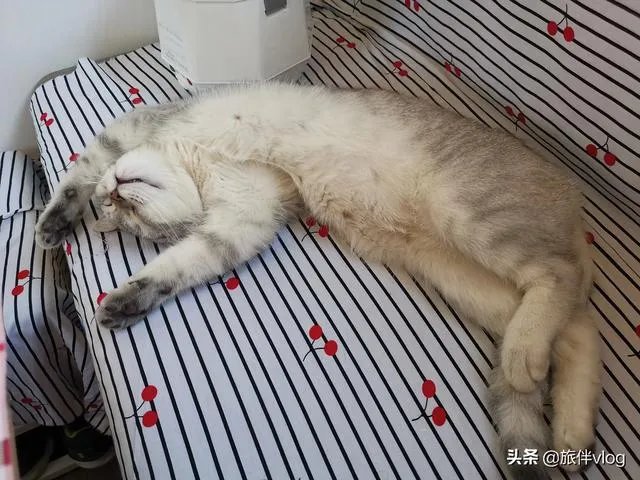 房车旅行可以带猫吗?为什么?