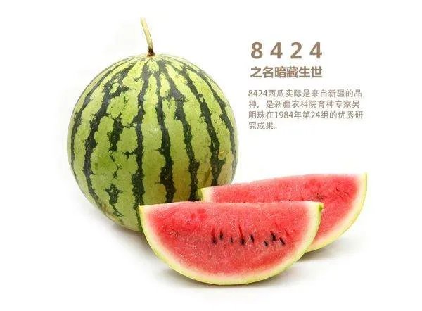 《8424》的西瓜种植技术?