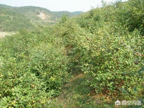 油茶苗哪个品种三年能挂果?