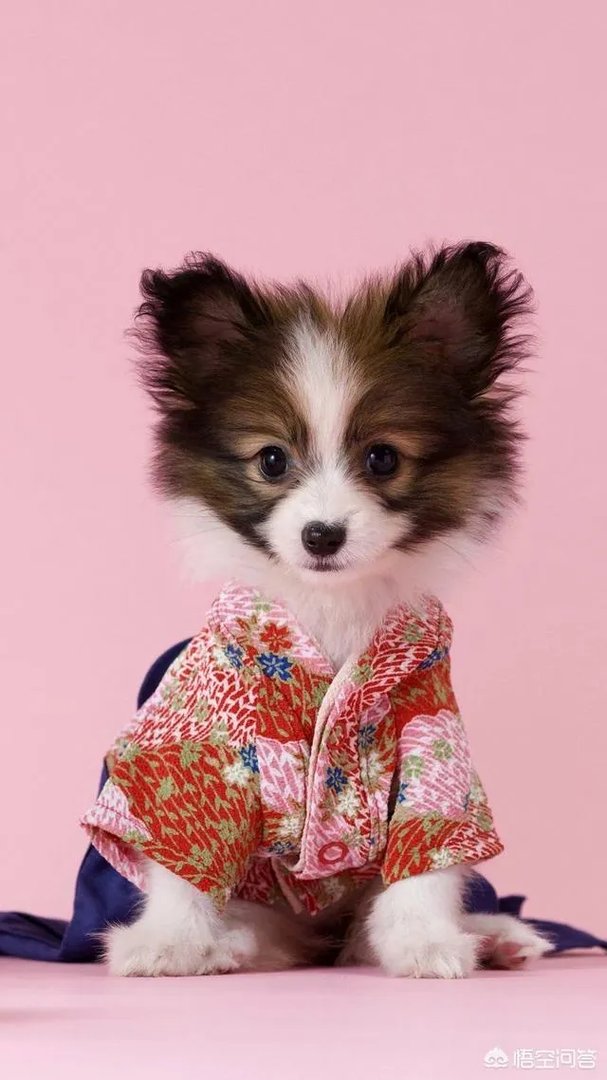 婆婆在儿媳妇怀孕坐月子时总说如果儿媳妇敢反驳她，就让儿子打她耳光，怎么办？