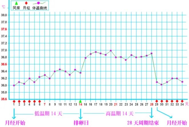 备孕期必看的排卵期体温曲线图，准确测定每一天排卵状态
