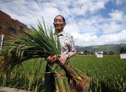 袁隆平77岁曾走遍上海超级稻农田,超级稻现在亩产量能达到多少?