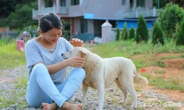 什么狗最护主