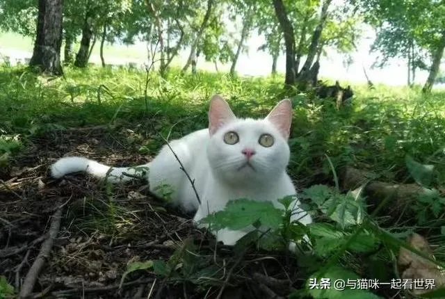 房车旅行可以带猫吗?为什么?