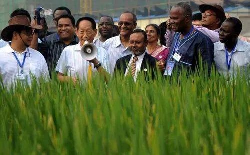 袁隆平77岁曾走遍上海超级稻农田,超级稻现在亩产量能达到多少?