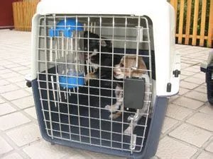 北京宠物空运