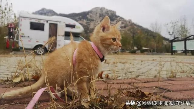 房车旅行可以带猫吗?为什么?