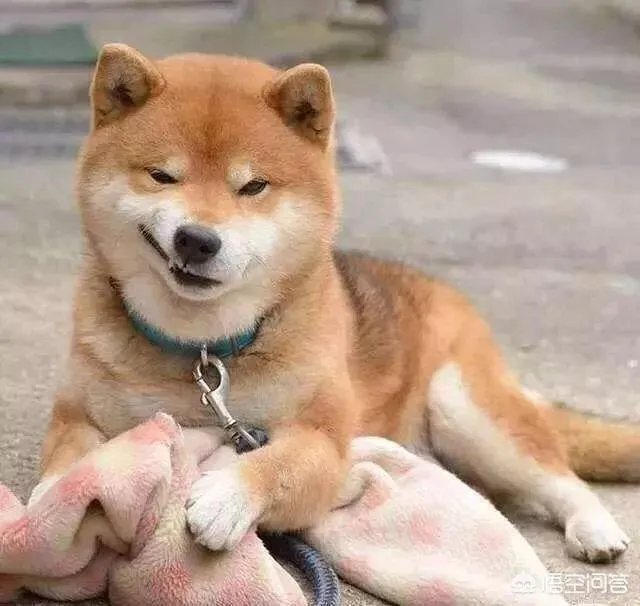 对主人忠诚的狗狗有哪些?