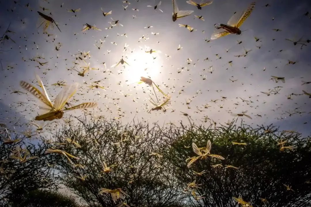 云南千亩竹林遭竹蝗啃食，这种竹蝗可以吃吗？