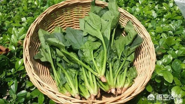 如何看待石家庄近日的菜价？