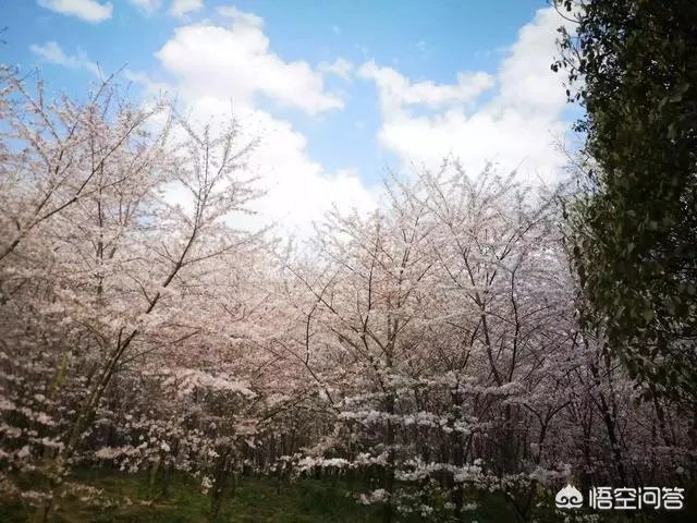 贵州平坝万亩樱花绽放,美爆了这个春天,有去过的吗?有旅游攻略路线吗?