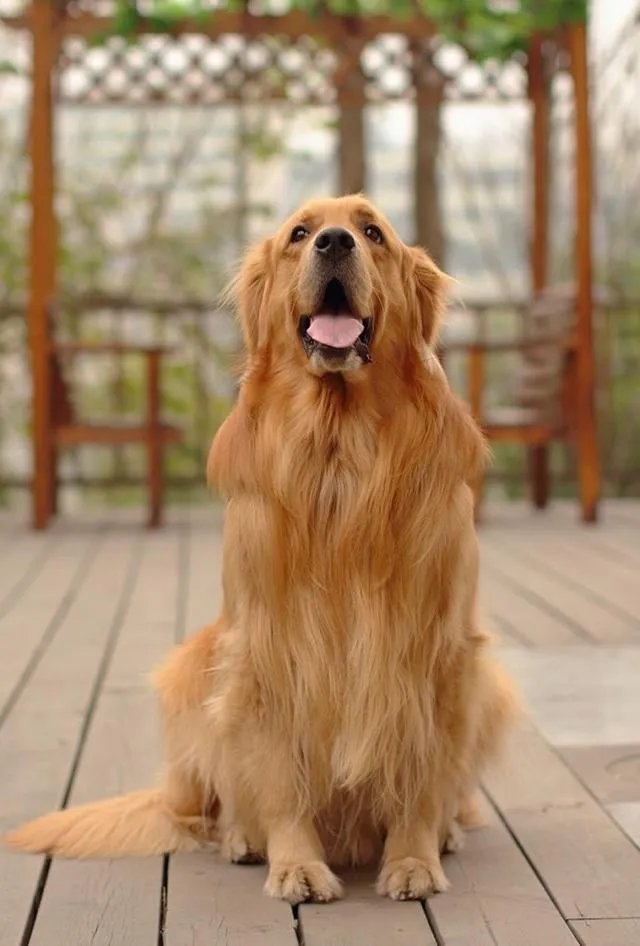 怎样训练狗狗讲规矩呀?