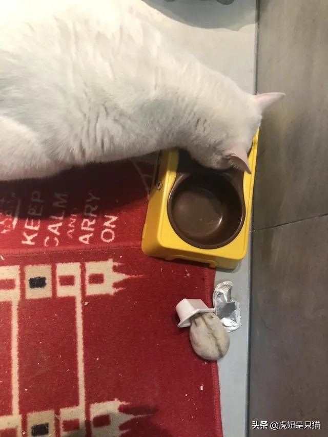 想养只小宠物具体哪个更适合家养?