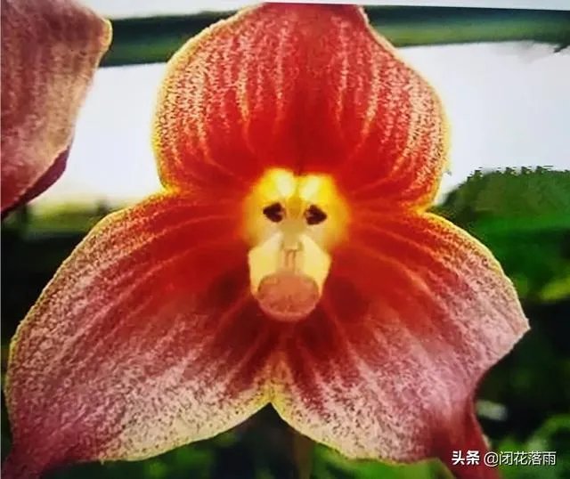 小龙兰需要春化吗？