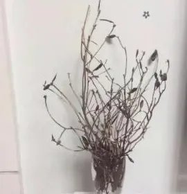 杜鹃花刷爆朋友圈，为何被告诫勿再买？