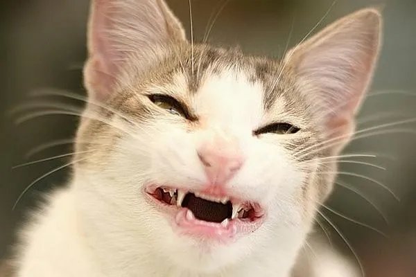 猫主人回应高空坠猫砸晕老人事件,猫自己逃跑就是猫的错吗?