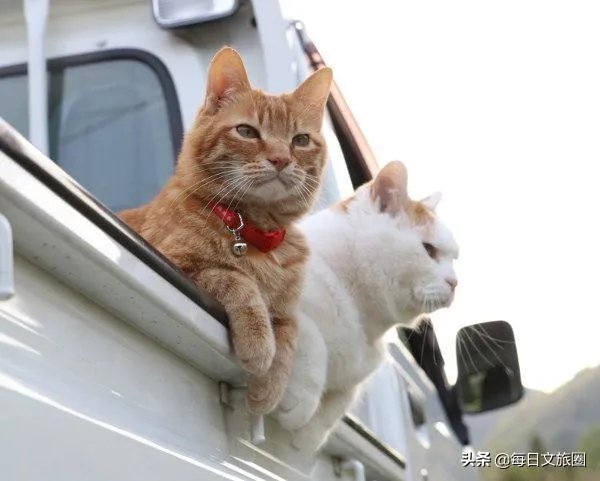 房车旅行可以带猫吗?为什么?