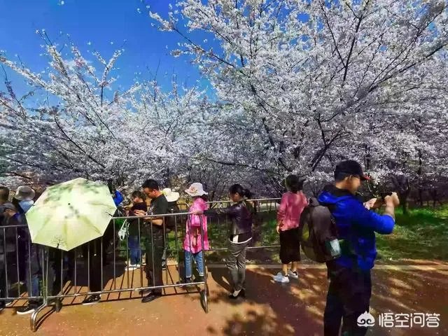 贵州平坝万亩樱花绽放,美爆了这个春天,有去过的吗?有旅游攻略路线吗?