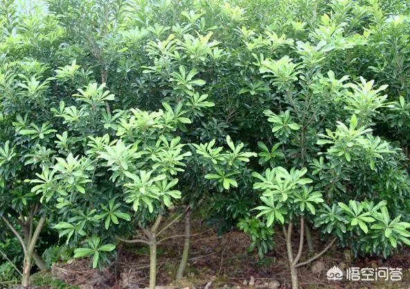 杨梅苗木栽培需要注意哪些事项?有没有什么好方法?