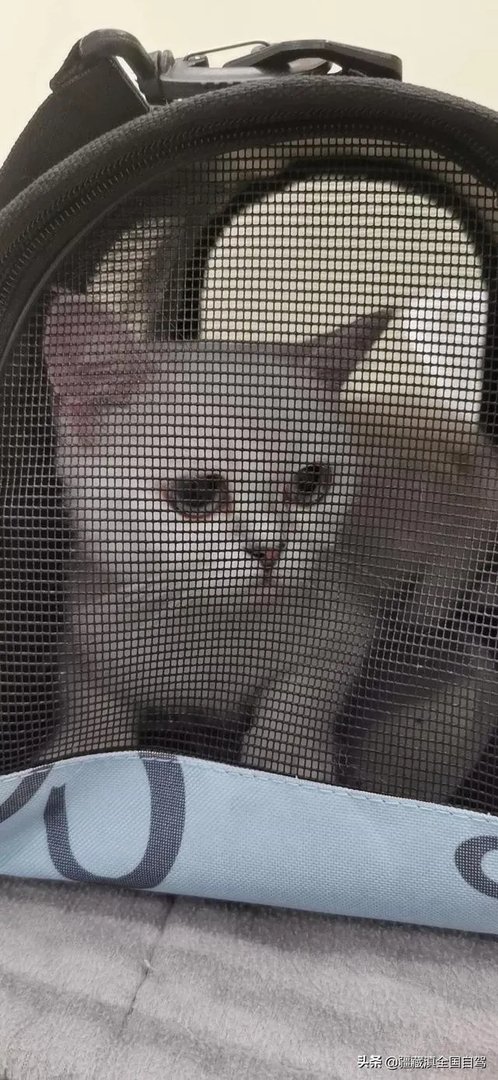 房车旅行可以带猫吗?为什么?