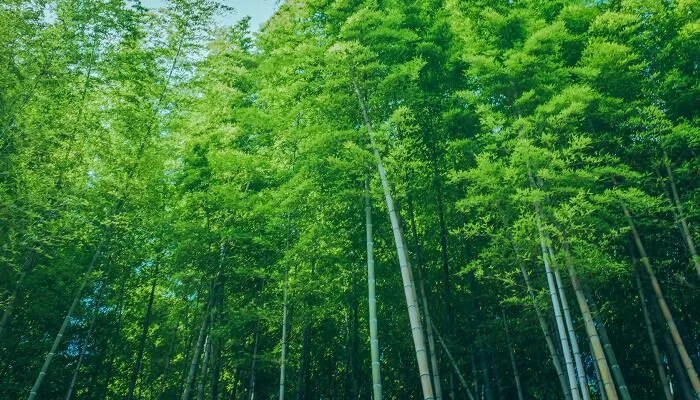 竹子是生长速度最快的植物,为什么它能长得这么快