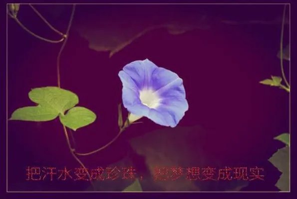 《(年下骨科)明知故犯》【完结版】宁也傅蕴庭完结版小说阅读