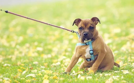 牧羊犬喜欢吃什么?