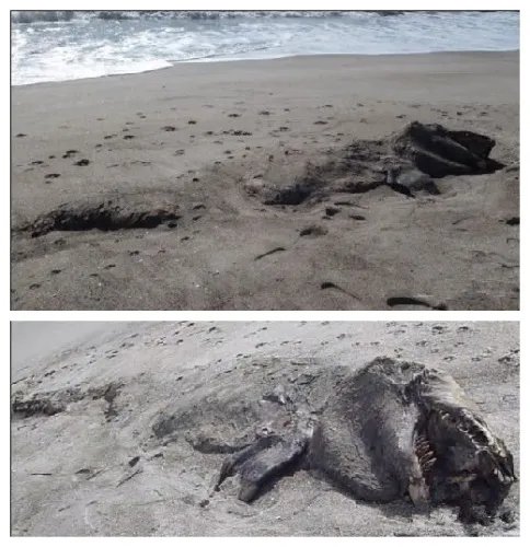 渔民捕获罕见鲟鳇 海中罕见怪物大全