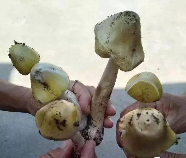 4岁女童吃毒蘑菇不幸离世,让人痛心惋惜!误食毒蘑菇后身体会有何症状?