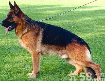 中国锤系德国牧羊犬俱乐部的大创举