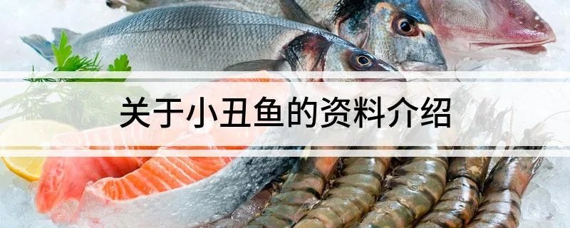 关于小丑鱼的资料介绍