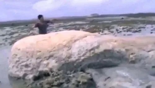 渔民捕获罕见鲟鳇 海中罕见怪物大全