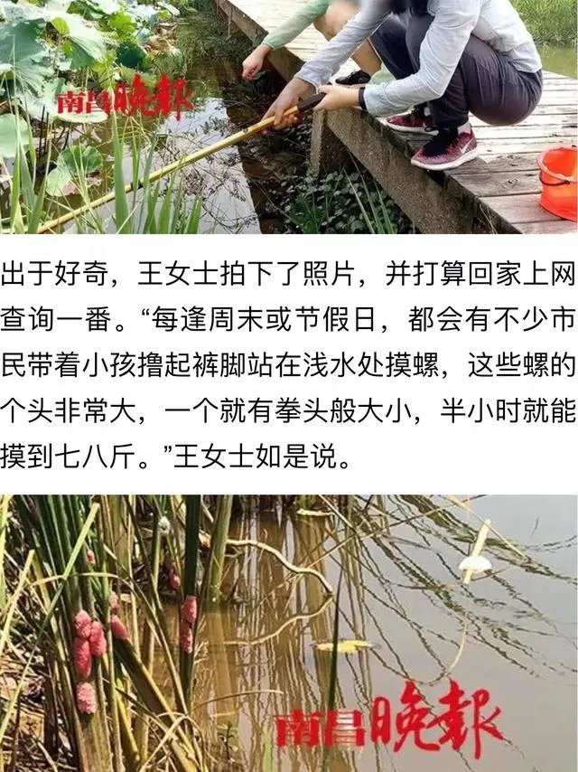 你怎么看南昌市民争相到公园打捞福寿螺这个事?这个有毒吗?