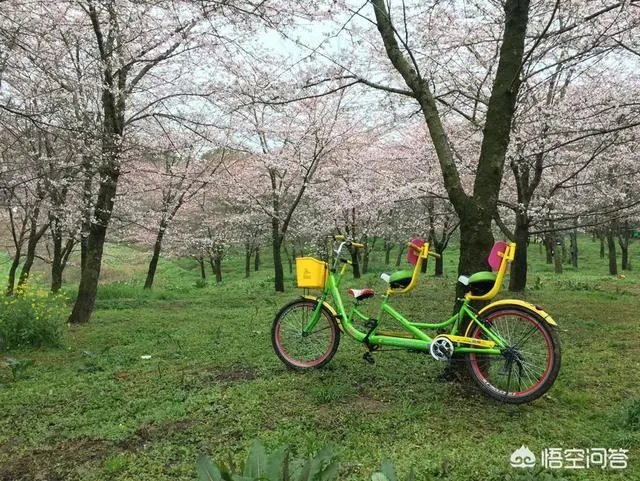 贵州平坝万亩樱花绽放,美爆了这个春天,有去过的吗?有旅游攻略路线吗?